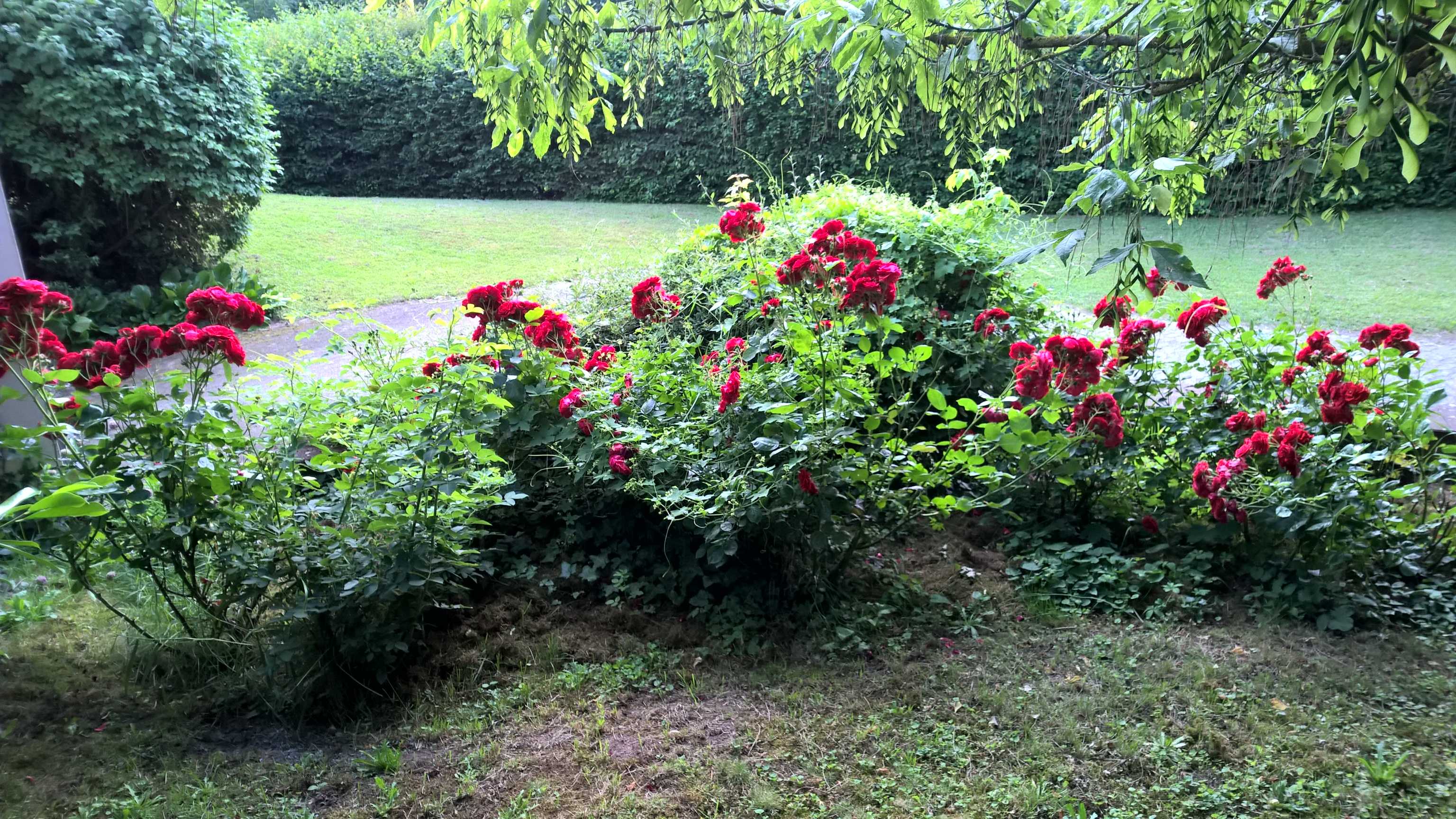 WP_20190618_18_38_40_Pro_optimized