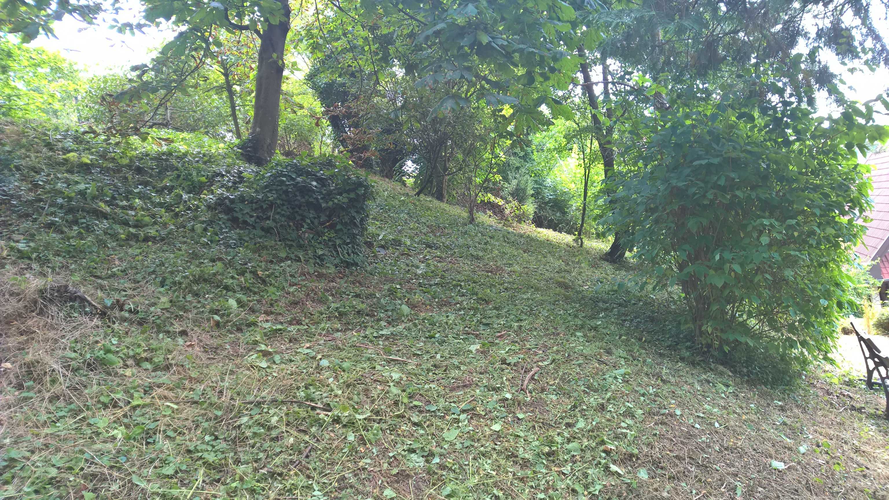 WP_20190802_10_42_37_Pro_optimized